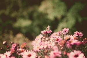 flores rosadas con mariposa filtrada foto