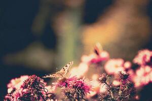 Pink Flowers with Butterfly Filtered photo