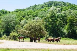 herd of horses in low mountains of North Caucasus photo