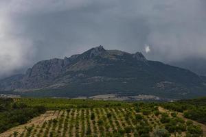 Rows of vines against the backdrop of a mountain with stormy autumn clouds. Landscape. photo