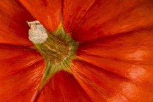 Orange pumpkin with stem, close-up, Autumn background. Thanksgiving Day. photo
