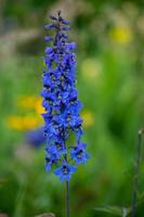 Bright blue delphinium blooms in the garden photo