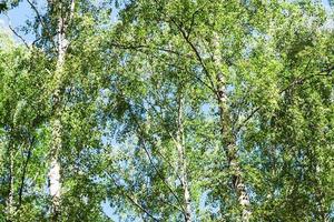 crowns of birch trees in forest in summer photo