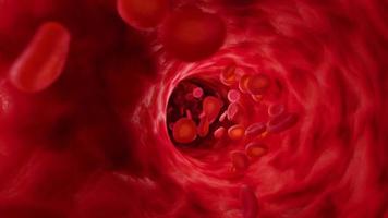 Red blood cells in artery. Infinitely looped animation. video