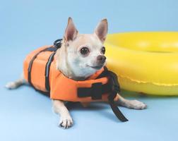 lindo perro chihuahua de pelo corto marrón con chaleco salvavidas naranja o chaleco salvavidas acostado junto al anillo de natación amarillo, aislado en fondo azul. foto