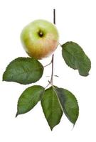 apple tree branch with green leaves photo