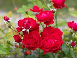 Red roses in a sunny garden photo