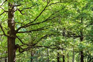 green oak trees grove in summer photo