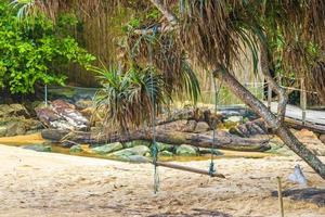 Swing on tree at Naithon Beach bay panorama Phuket Thailand. photo