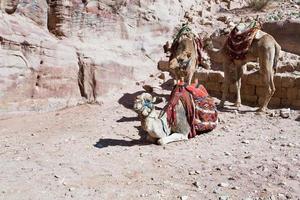 camellos beduinos en petra foto