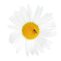 Ox-eye daisy flower with fly close up isolated photo