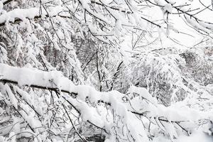 snow-covered twigs in winter forest photo