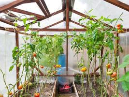 greenhouse with tomatoes photo