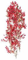 red berberis twig with ripe fruits photo