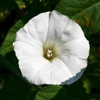 white flower of Ipomoea bindweed photo