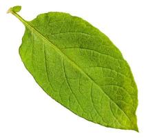 green leaf of potato plant isolated on white photo