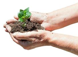 peasant handful with soil and green sprout photo