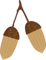 Acorn. Autumn illustration png