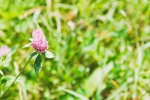 clover flower on green meadow photo