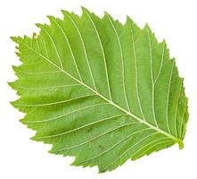 back side of green leaf of Elm tree isolated photo