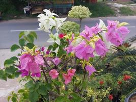 Close-up of beautiful colorful paper flowers in garden on blurred background. The Latin name is bougainvillea glabra. Ornamental plants in the yard. Used for nature backgrounds. photo