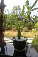 Close-up of a beautiful alocasia cucullata plant in a pot. Good for ornamental plants in the house. Nature background. photo