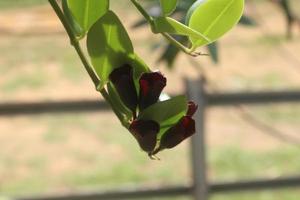 Close-up of beautiful red aeschynanthus flowers in garden on blurred background. Latin name is Aeschynanthus poulcher. Aeschynanthus lipstick houseplants at home. Used for nature backgrounds. photo