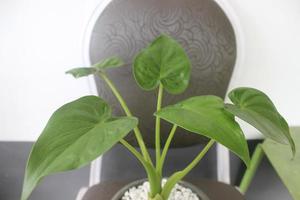 Close-up of a beautiful alocasia cucullata plant in a pot. Good for ornamental plants in the house. photo