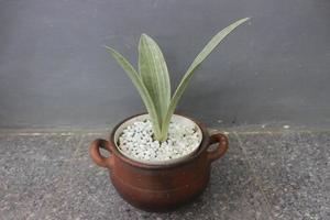 Close-up of a silver sansivera plant in a pot on a blurred background. The Indonesian name is silver mother-in-law's tongue. Ornamental plants at home. Used for nature backgrounds. photo