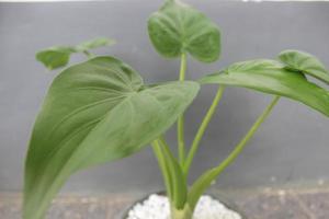 Close-up of a beautiful alocasia cucullata plant in a pot. Good for ornamental plants in the house. photo