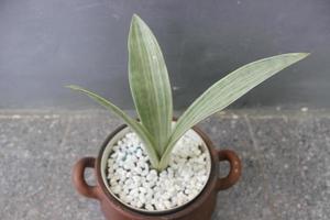Close-up of a silver sansivera plant in a pot on a blurred background. The Indonesian name is silver mother-in-law's tongue. Ornamental plants at home. Used for nature backgrounds. photo