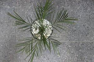 Close-up of a beautiful phoenix palm bonsai in a pot. Scientific name is Phoenix roeblenii. Good for ornamental plants in the house. photo