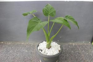 Close-up of a beautiful alocasia cucullata plant in a pot. Good for ornamental plants in the house. photo