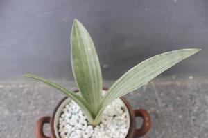 Close-up of a silver sansivera plant in a pot on a blurred background. The Indonesian name is silver mother-in-law's tongue. Ornamental plants at home. Used for nature backgrounds. photo