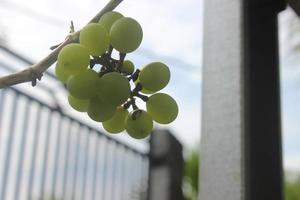 Close-up of green grapes in garden on blurred background. Good for health because it contains a lot of vitamins. Used for nature backgrounds. photo