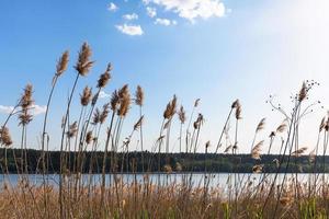 reeds on riverbank of Bobrirsa river in spring photo