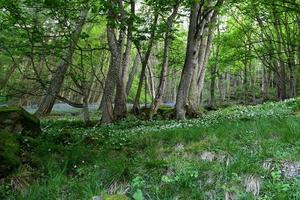 Wooded Grove with Wildflowers in the Spring photo