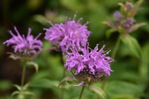 Fantastic Purple Bee Balm Wildflowers in South Dakota photo