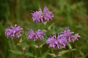 Purple Bee Balm Blossoming in Nature in the Summer photo