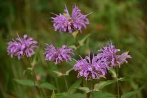 Purple Bee Balm Flowering and Blooming in Nature photo