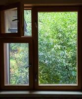 view from cottage window on green willow tree photo