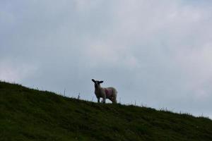 Small Lamb Standing Silhouetted on Top a Hill photo