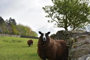 Brown Ewe Standing by a Stone Wall photo