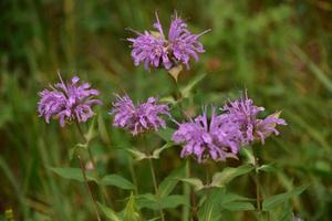 Wild Lavender Bee Balm Blooming in Nature photo