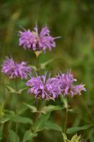 Wild Purple Bee Balm Blooming and Flowering photo