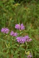 Flowering Purple Bee Balm Flowers in the Wild photo