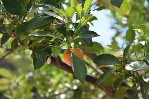 Calamandarin Fruit Hanging from a Tree Branch photo