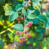 view of blackberries on twig at summer sunset photo