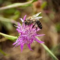 Closeup of a bee on a flower in the field photo