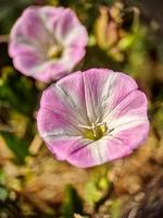 vista macro de una flor en el campo foto